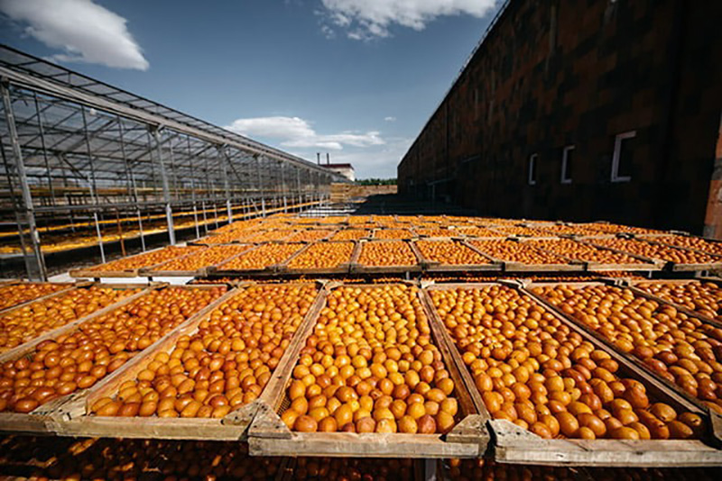 From Processing to Packaging: Ensuring Quality in Dried Fruits